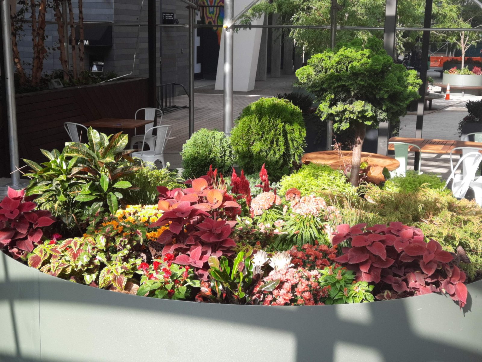 Close view of seasonal planting in coleus, celosia, and mums
