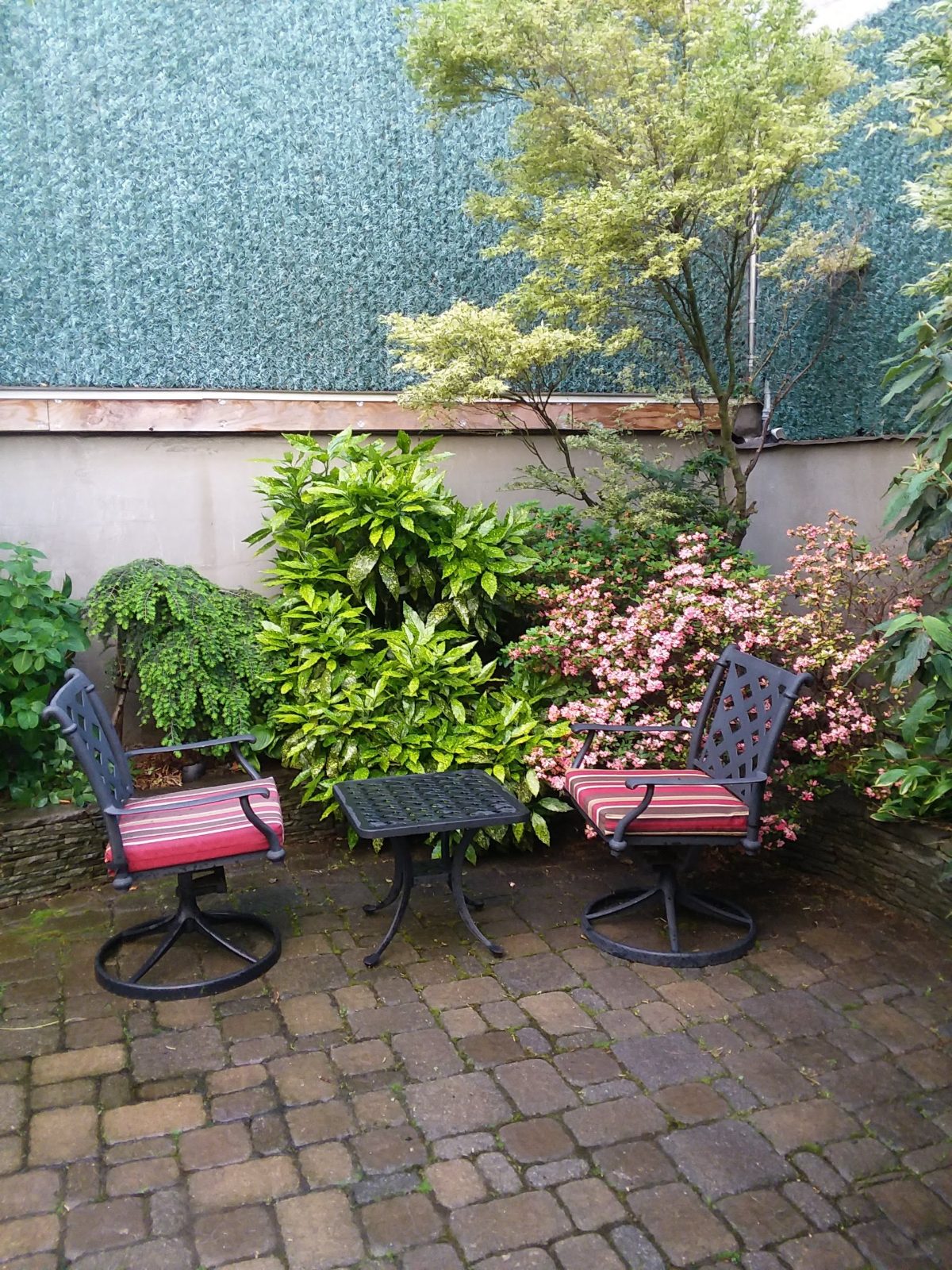 Private brick courtyard with Japanese maple, flowering azalea, and aucuba against a screened wall