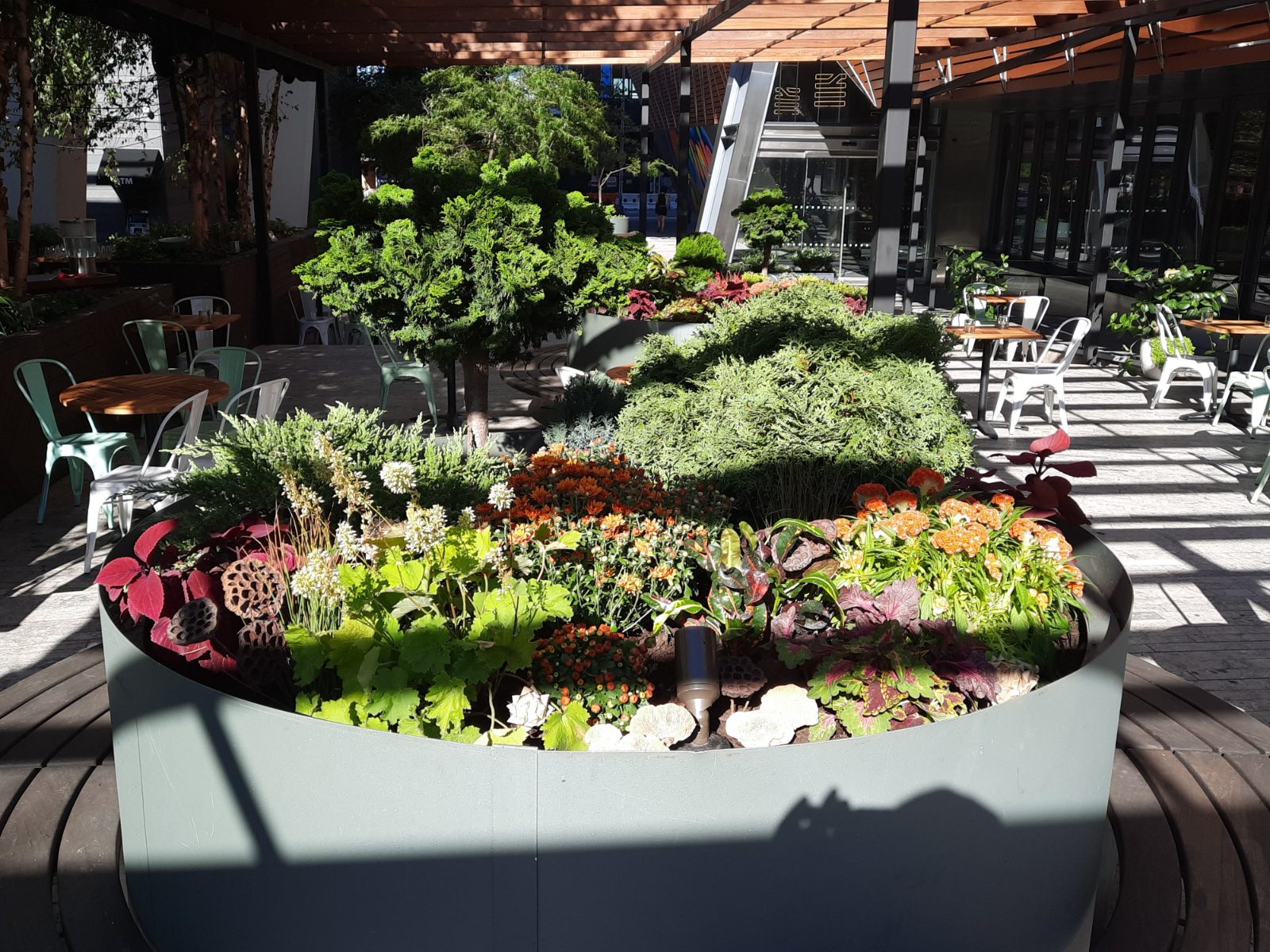Café courtyard planter layered with juniper, coleus, and seasonal flowers