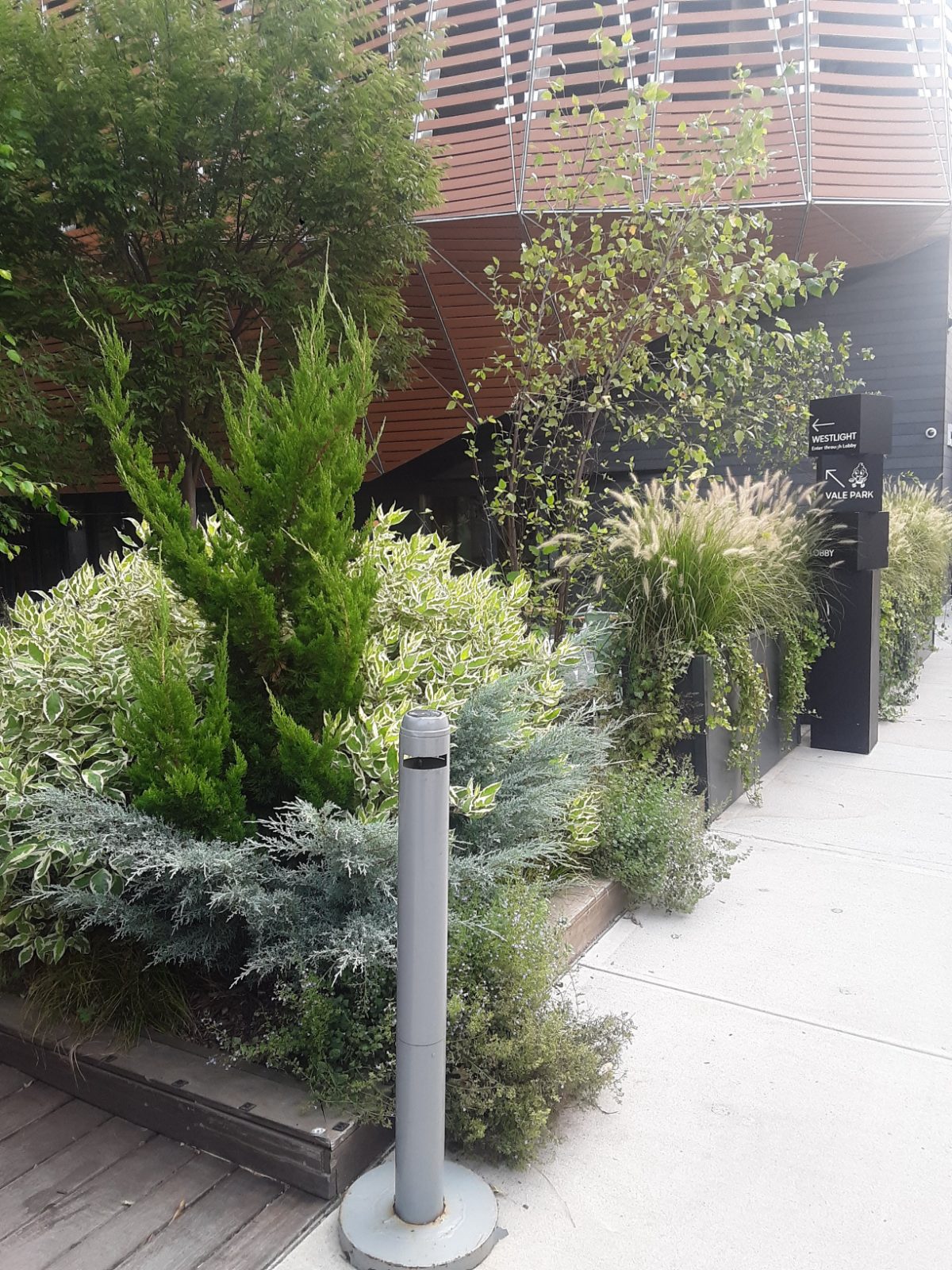 Building entrance bed of juniper, variegated dogwood, and fountain grass