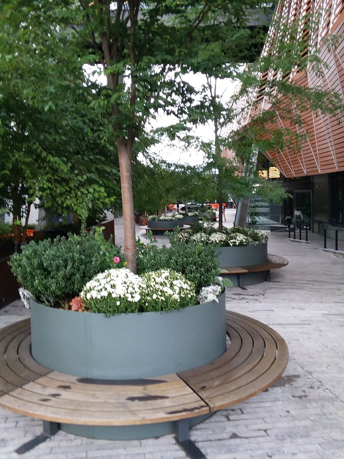 Plaza planter around a tree with boxwood and white mums, ringed by a wraparound wood bench