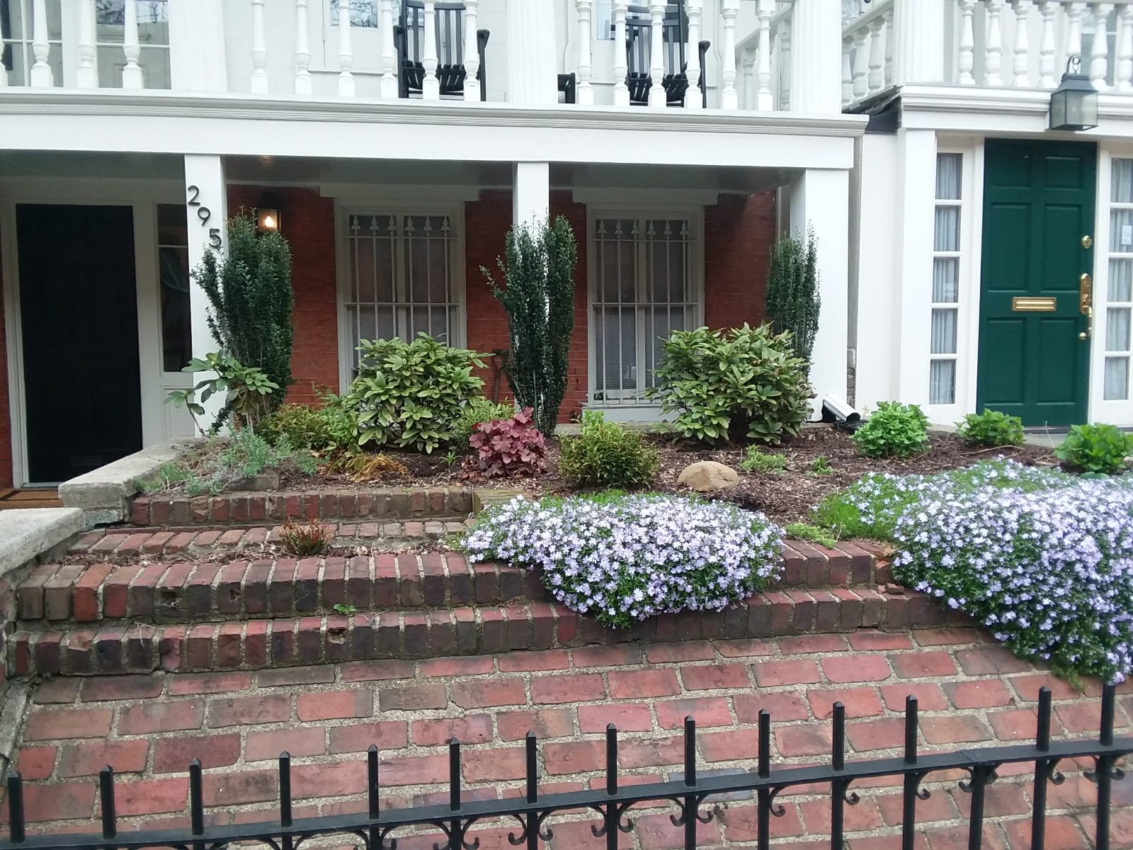 Townhouse front garden with boxwood cones, azalea, and creeping phlox spilling over brick steps